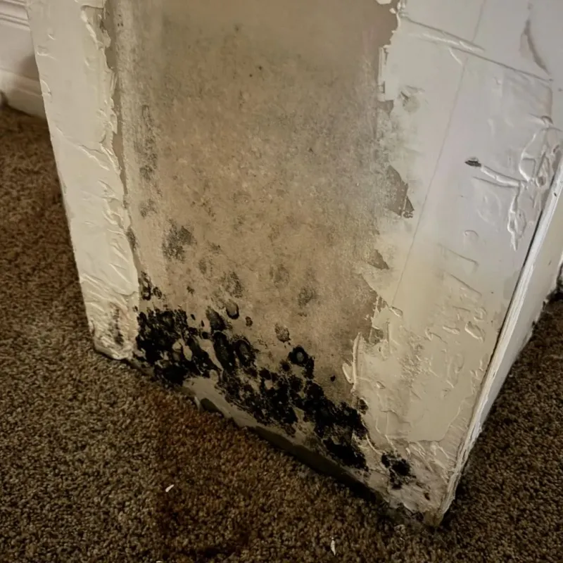 Professional Mold Removal in Carpinteria, CA